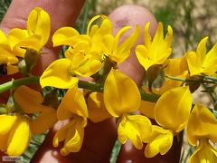Lebeckia sepiaria
