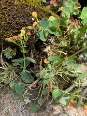 Hypericum nummularium