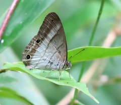 Euptychoides laccine