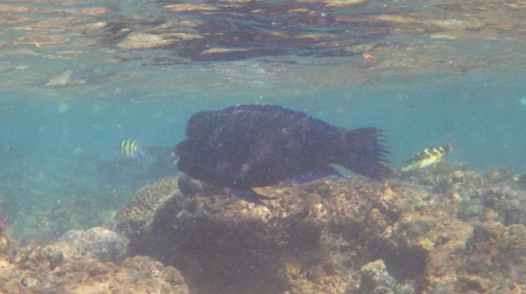 Raggedfin parrotfish (Chlorurus rhakoura) — Scaridae