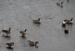 Branta canadensis
