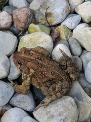 Anaxyrus americanus