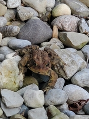 Anaxyrus americanus
