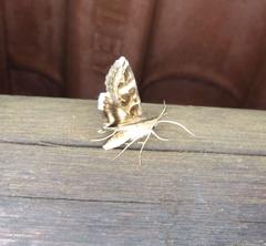 Cerocala vermiculosa