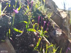 Thereianthus minutus