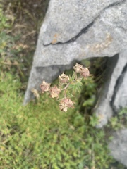 Potentilla alchimilloides