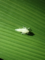 Bothrogonia ferruginea