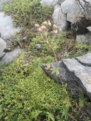 Potentilla alchimilloides