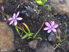 Thereianthus minutus