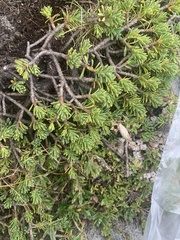 Thymelaea tinctoria