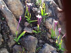 Thereianthus minutus