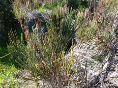 Retanilla ephedra
