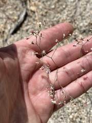 Eriogonum apiculatum