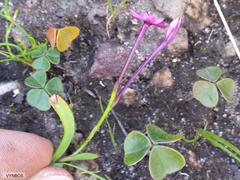 Thereianthus minutus