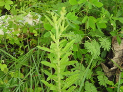 Crotalaria calycina