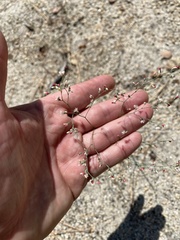 Eriogonum apiculatum