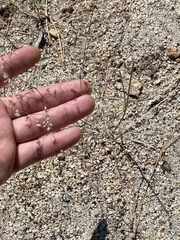 Eriogonum apiculatum