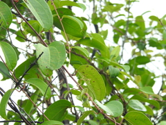 Dioscorea oppositifolia