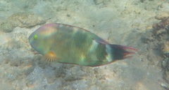 Cheilinus trilobatus