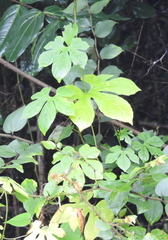 Diplocyclos palmatus