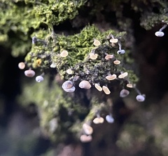 Fungi