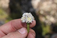 Leucadendron sorocephalodes