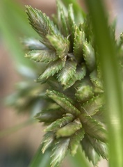 Cyperus nipponicus