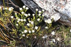 Leucadendron sorocephalodes