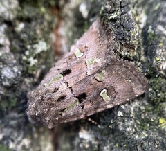 Lacinipolia renigera