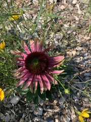 Echinacea