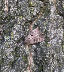 Lacinipolia renigera