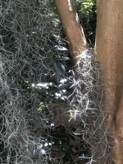 Tillandsia usneoides