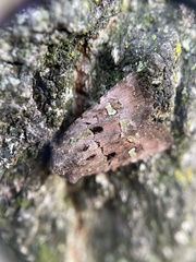 Lacinipolia renigera