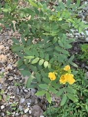 Senna chapmanii