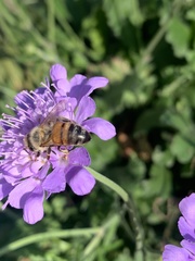 Apis mellifera