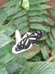Heliconius atthis