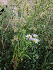 Erigeron annuus