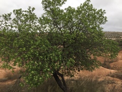 Comarostaphylis