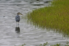 Ardea herodias herodias