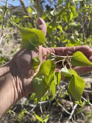 Populus × acuminata