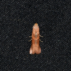 Macrorrhinia endonephele