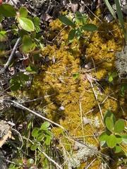 Sphagnum tenellum