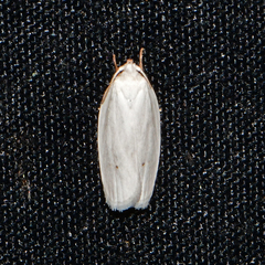 Antaeotricha albulella