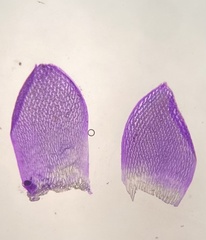 Sphagnum tenellum