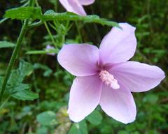 Hibiscus pedunculatus