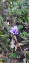 Cichorium intybus