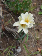 Cyrtanthus loddigesianus