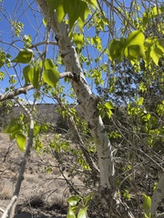 Populus × acuminata