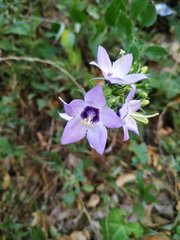 Campanula versicolor