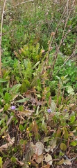 Cichorium intybus